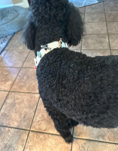 Miley wearing her Halloween collar, decorated with Halloween charms