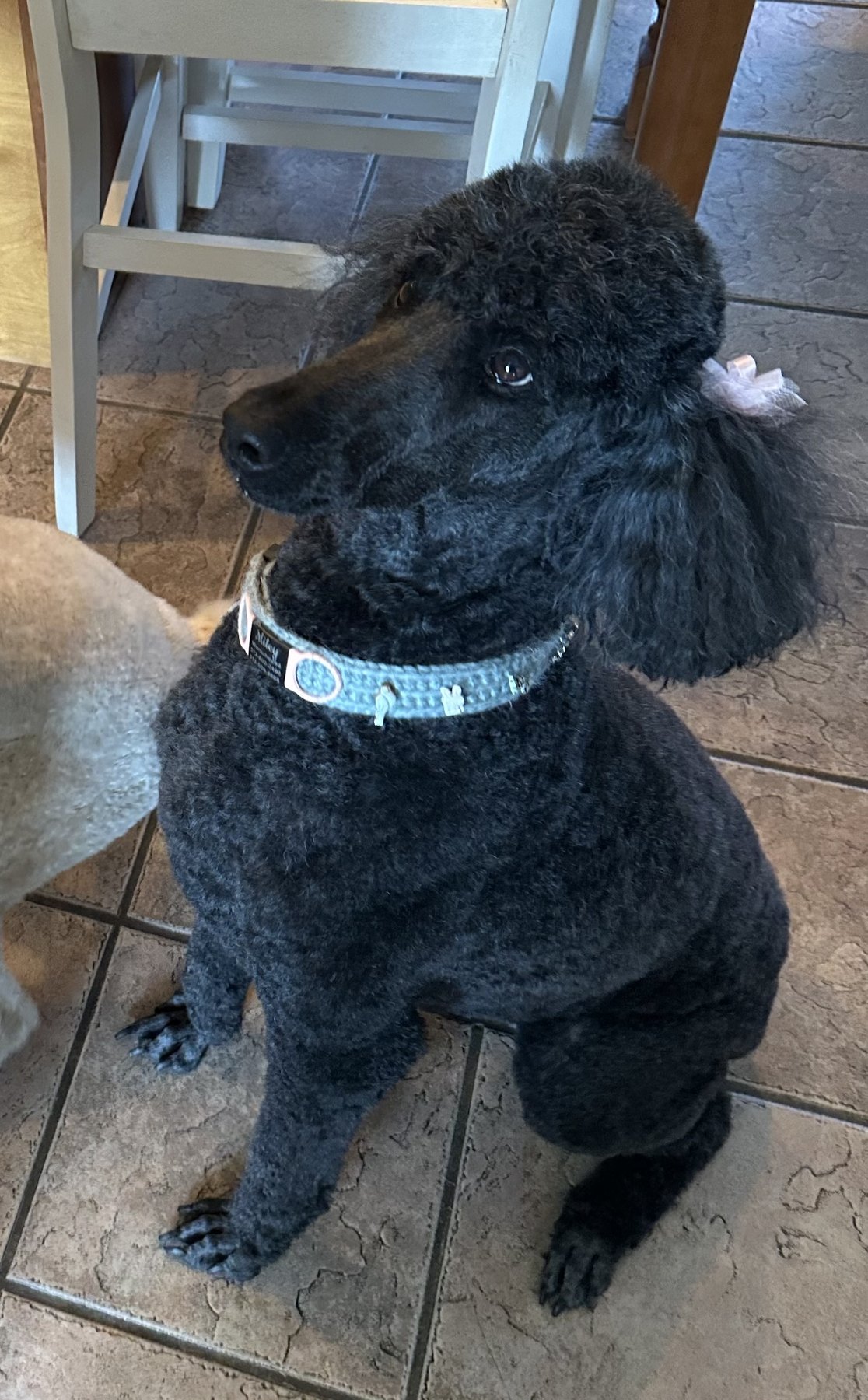 Miley wearing her blue collar