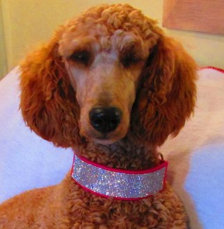 Dolly, an apricot Standard Poodle